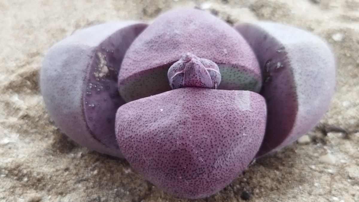 78 多肉植物 メセン　プレイオスピロス　紫帝玉　つぼみ付　間もなく開花　美しい花が咲きます_画像1