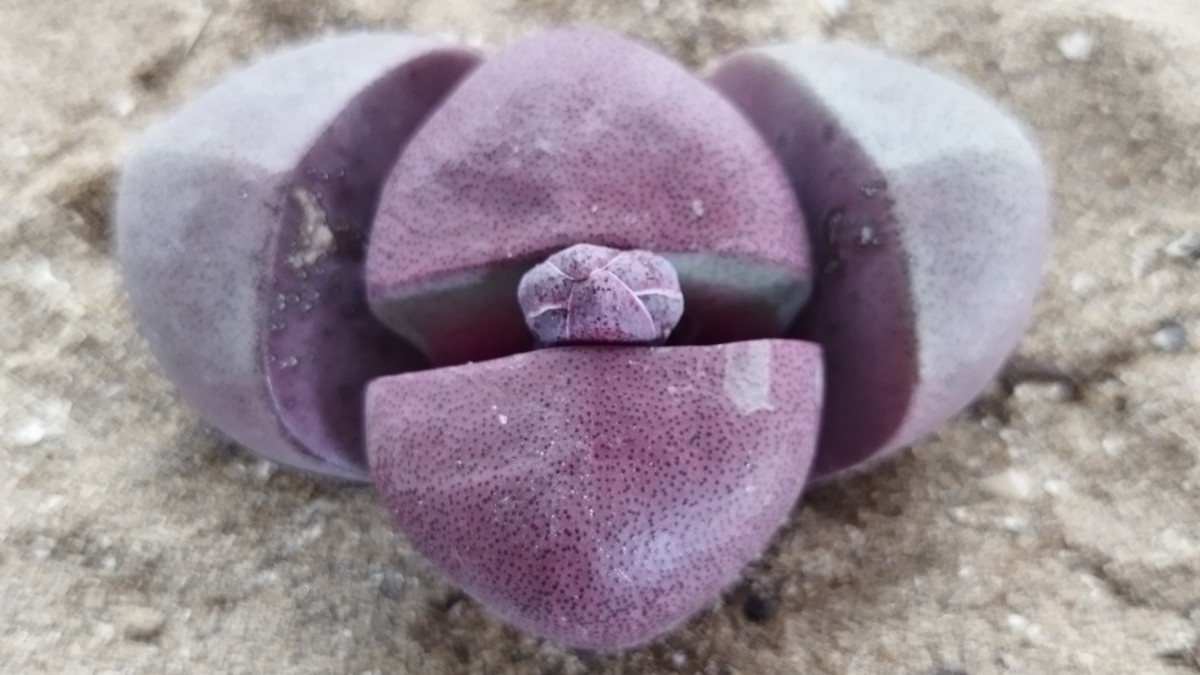 78 多肉植物 メセン　プレイオスピロス　紫帝玉　つぼみ付　間もなく開花　美しい花が咲きます_画像3