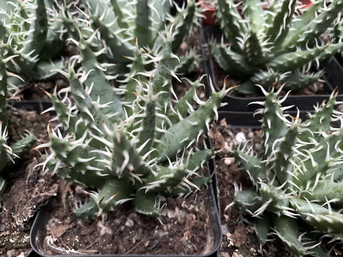 多肉植物エリナケア Aloe erinacea 稀少アロエ 15株