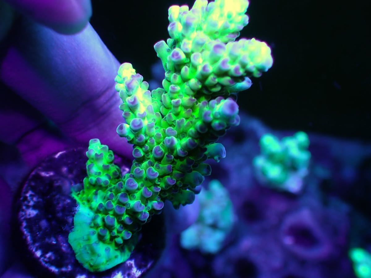 CDU nasta acropora 複数出品中！の画像2