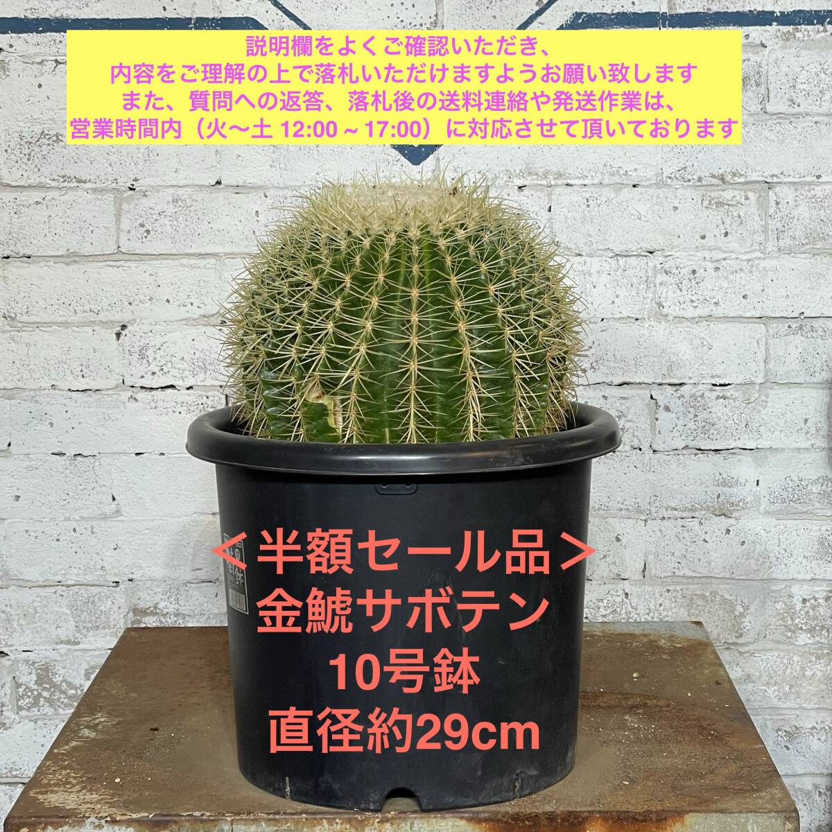 【現品_KS0281】＜半額セール品＞金鯱サボテン 直径約29cm＜耐寒性：9a(-6.9℃)＞ドライガーデン_画像1