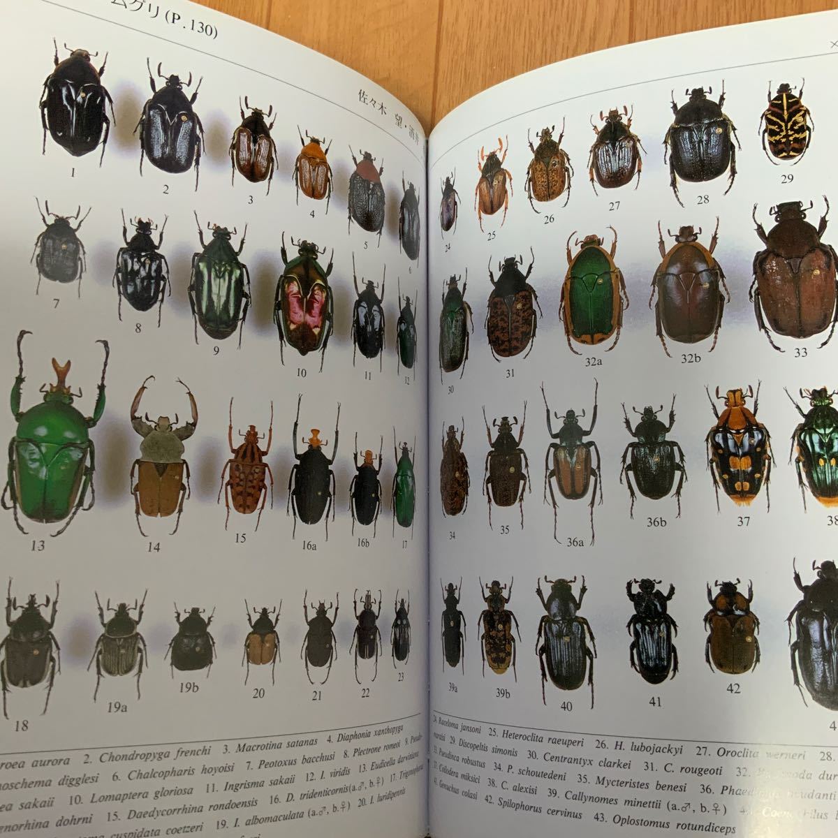 21世紀に残す私のコレクション　昆虫　図鑑　ESI編