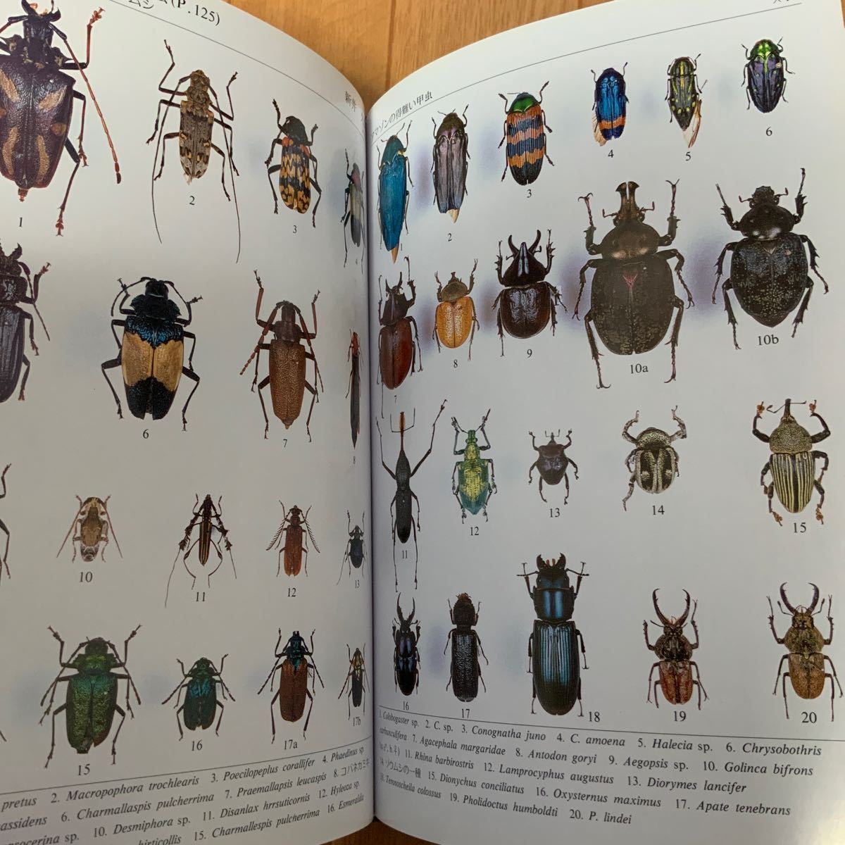 21世紀に残す私のコレクション　昆虫　図鑑　ESI編_画像5