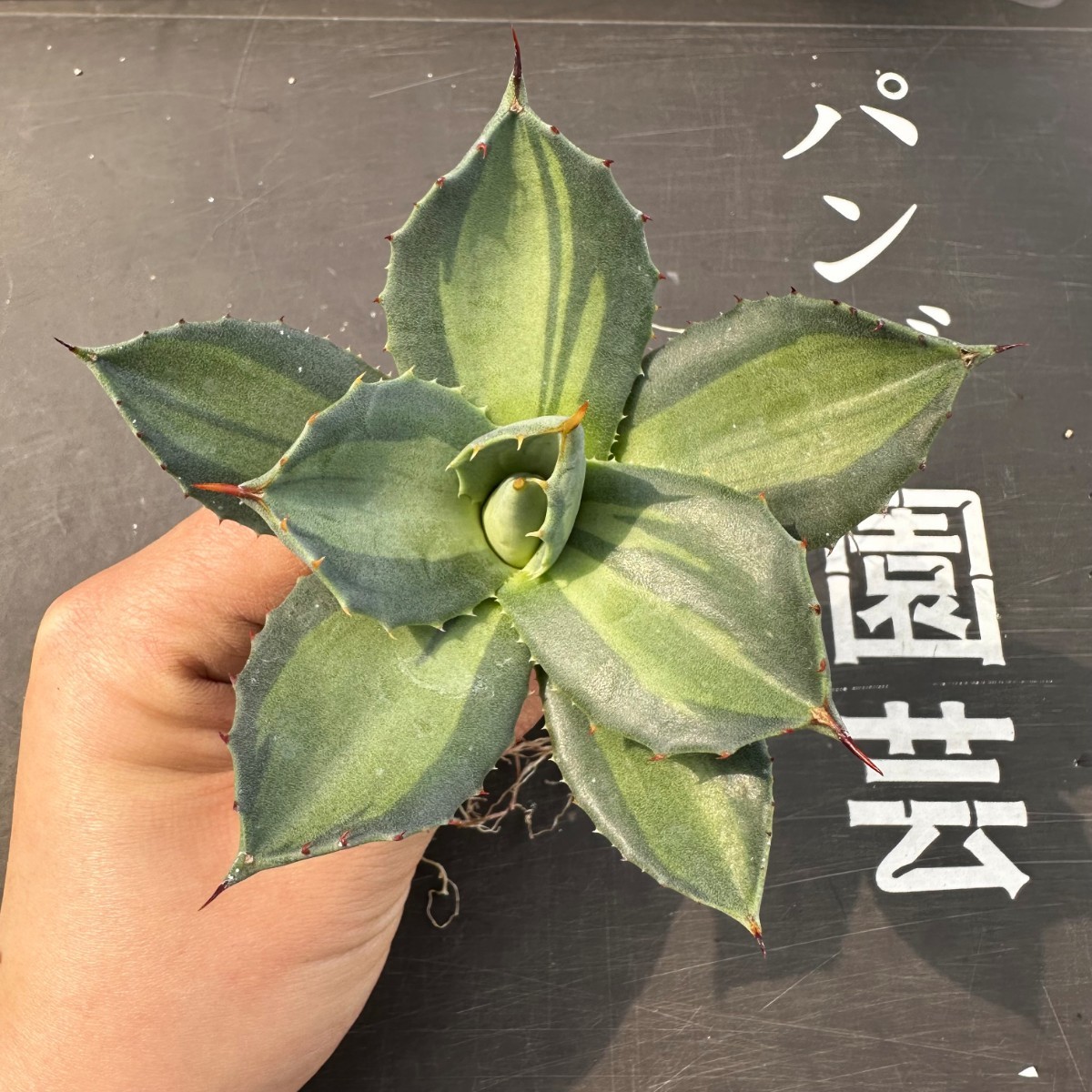 B9【パンダ園芸】アガベ パリー　ホーチエンシス　極上斑　斑入り　吉祥天錦　Agave parryi f.variegata 特選優良強棘株　_画像1