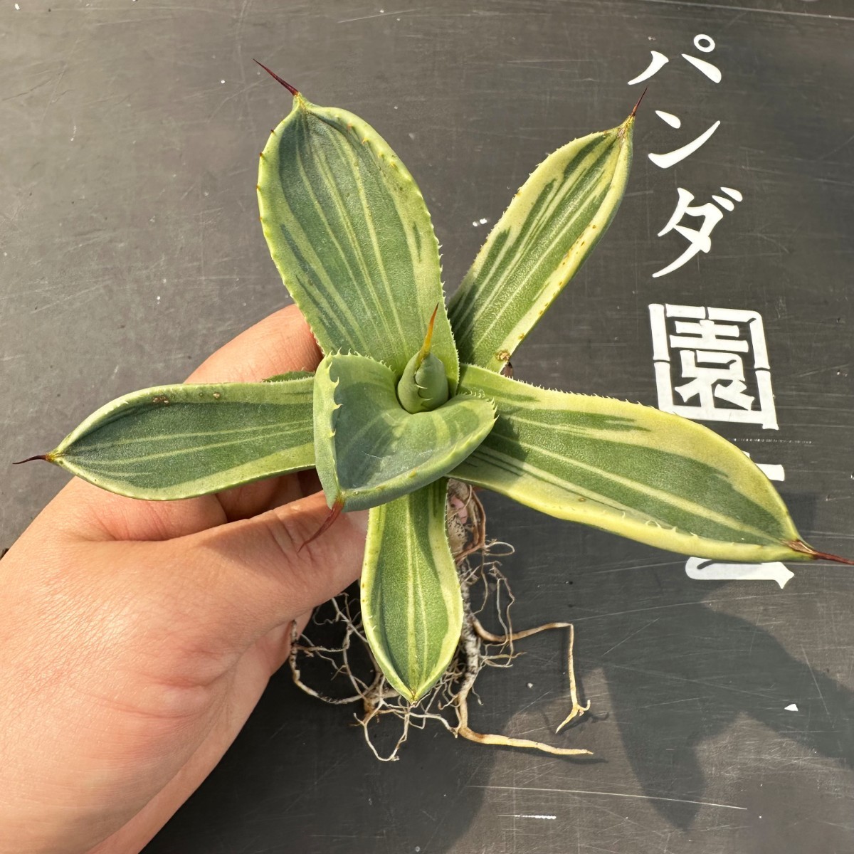 B12【パンダ園芸】多肉植物アガベ パリー トランカータ ライムストリーク　アイス発根済み _画像5