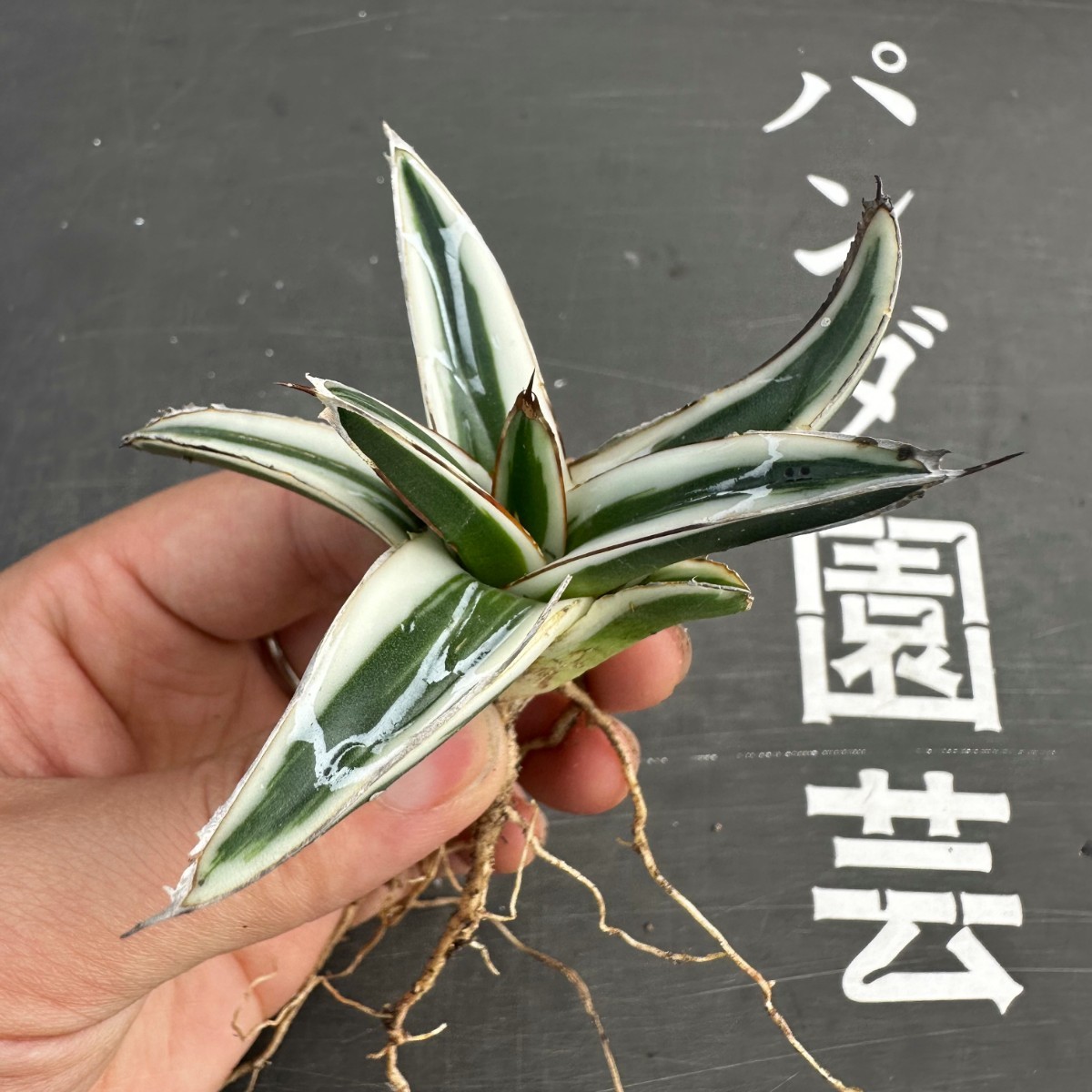 F15【パンダ園芸】多肉植物アガべ　氷山　　白斑の多い個体　斑入り 胴切り天芽発根済み _画像6