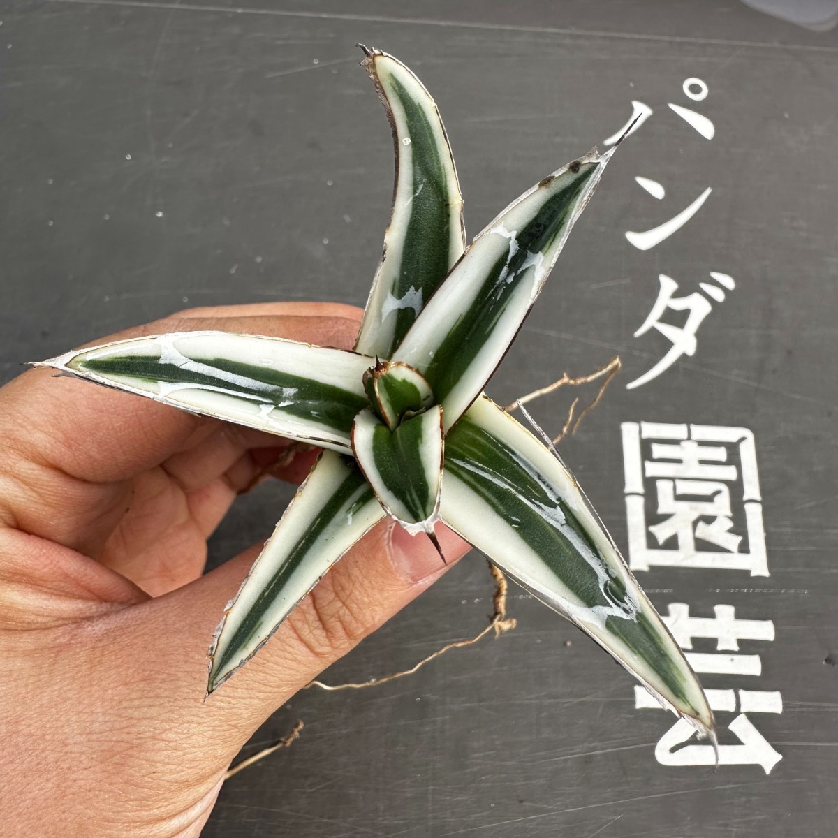 F15【パンダ園芸】多肉植物アガべ　氷山　　白斑の多い個体　斑入り 胴切り天芽発根済み _画像4