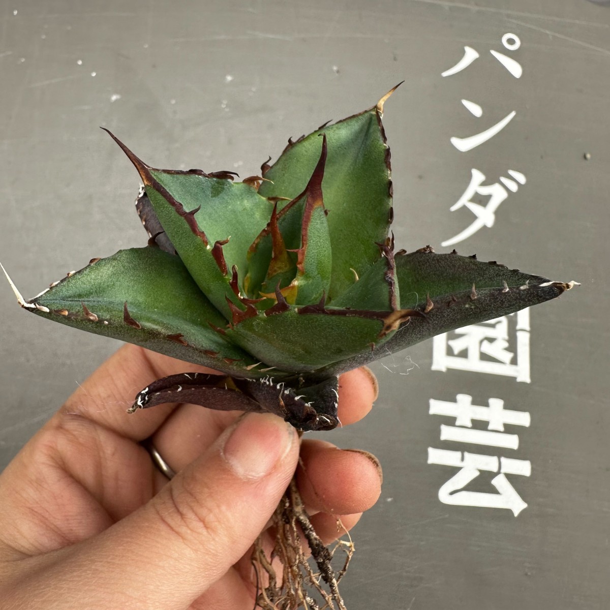 J40【パンダ園芸】アガベ　チタノタ HADES ハデス 恐竜牙歯 Agave titanota Hades　メリクロン株 発根済み _画像3