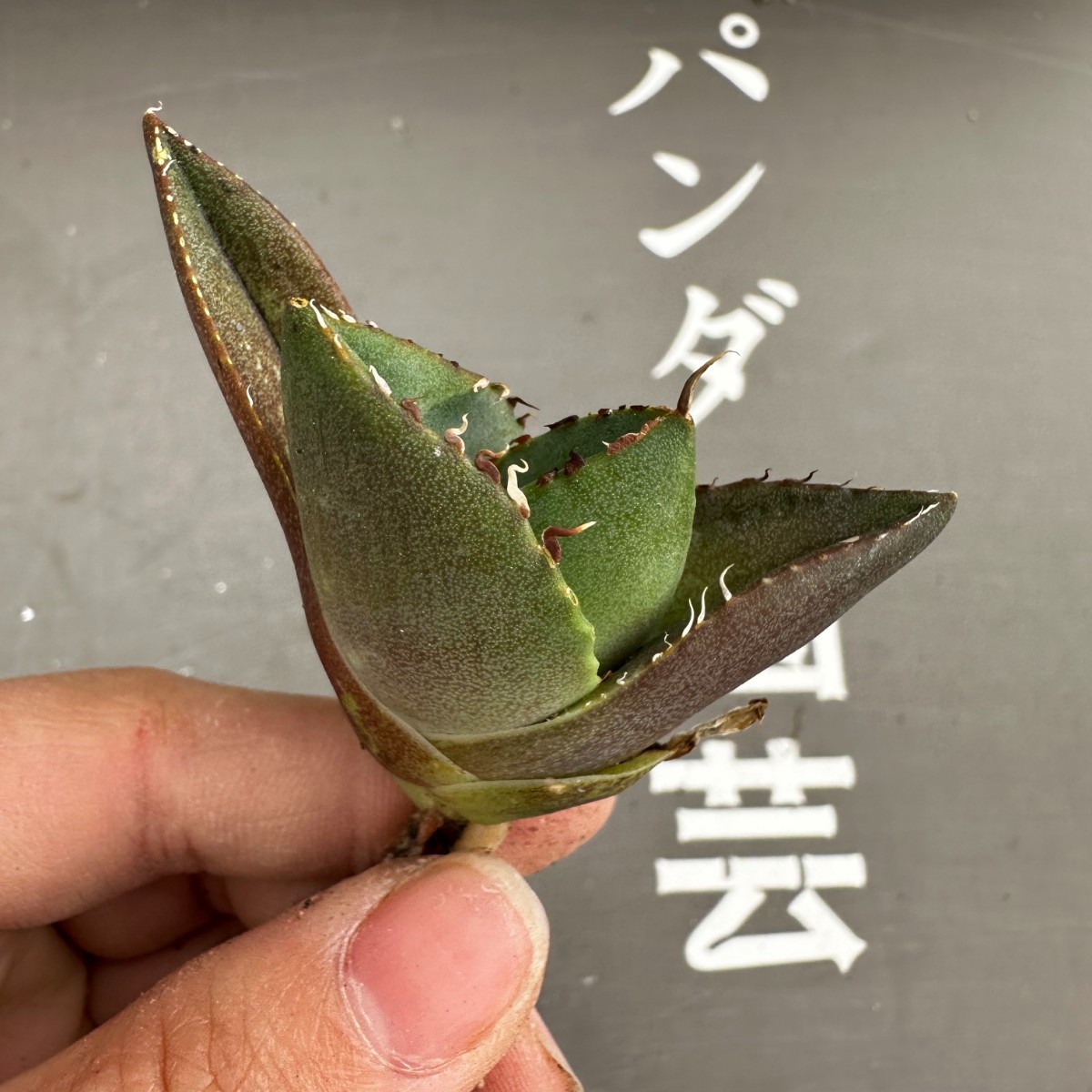 K10【パンダ園芸】アガベ チタノタ ジャガーノート 純血 / Agave titanota 'Juggernaut' pure blood メリクロン株 発根済み_画像5