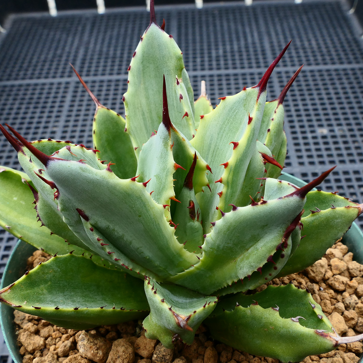 アガベ キュービック 錦 覆輪 SZ1 珍品 希少種 びっくりモンスター Agave potatorum 'Cubic' f.variegata_画像3