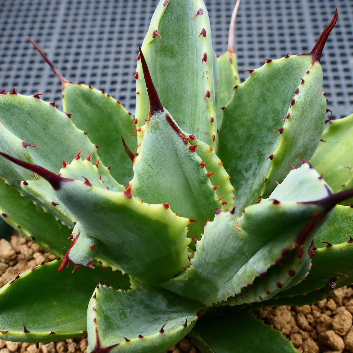 アガベ キュービック 錦 覆輪 SZ1 珍品 希少種 びっくりモンスター Agave potatorum 'Cubic' f.variegata_画像2