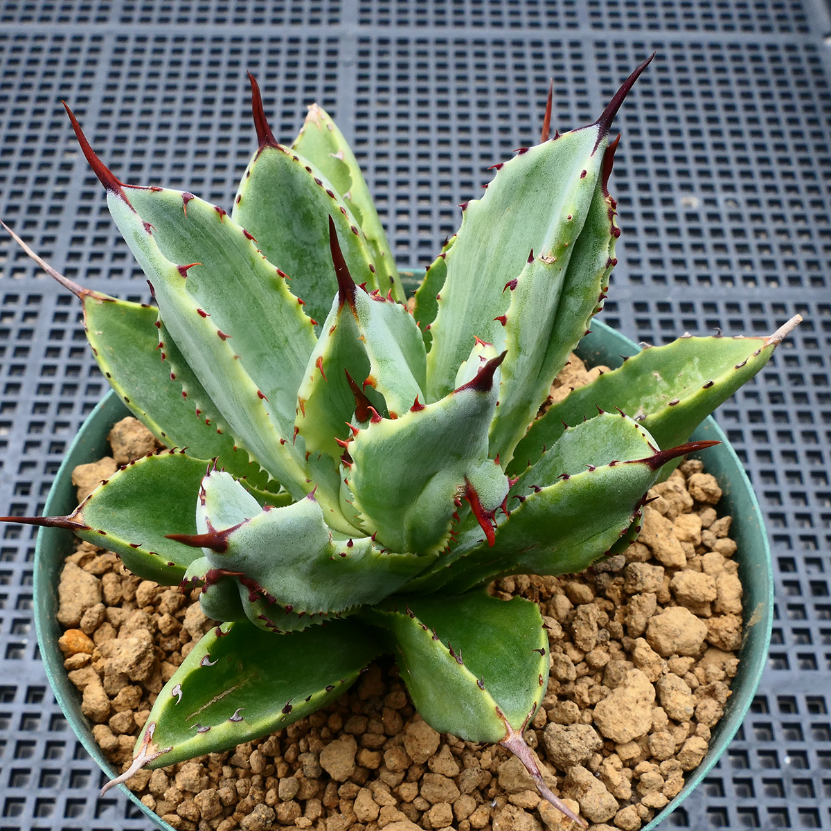 アガベ キュービック 錦 覆輪 SZ1 珍品 希少種 びっくりモンスター Agave potatorum 'Cubic' f.variegata_画像7