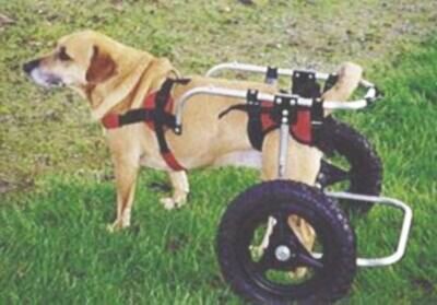 大形犬用車椅子(レトリーバー等・レンタル・中古車)|Yahoo 大形犬用車椅子(レトリーバー等・レンタル・中古車)|Yahoo