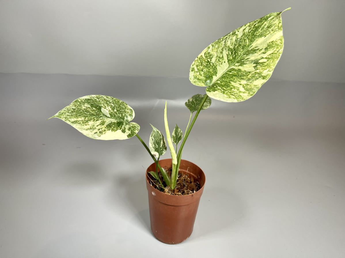 「264」Monstera Legacy Variegata モンステラ　レガシー　斑入り　高さ 20cm〜　_画像4