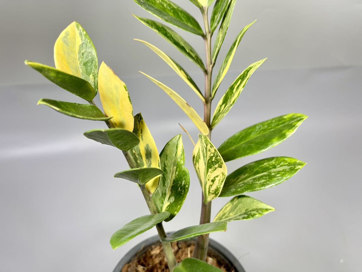 「5」ザミオクルカス ザミーフォリア 斑入りZZ plant Variegated (Zamioculcas Zamiifolia) 観葉植物_画像3