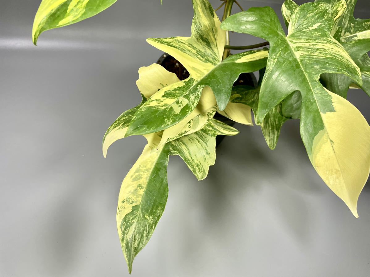 「11」フィロデンドロンフロリダビューティー斑入り　philodendron Florida beauty variegata _画像4