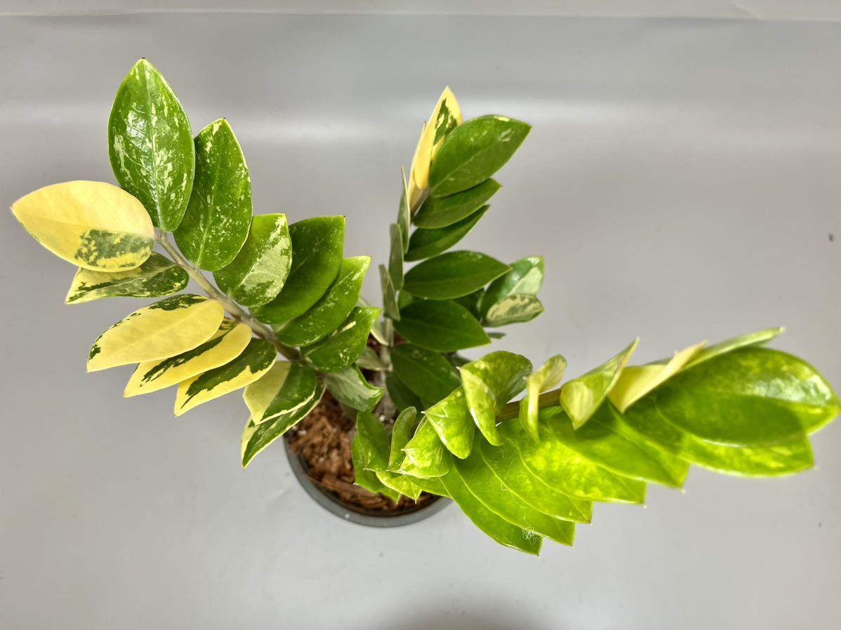 「04」ザミオクルカス ザミーフォリア 斑入りZZ plant Variegated (Zamioculcas Zamiifolia) 観葉植物_画像1