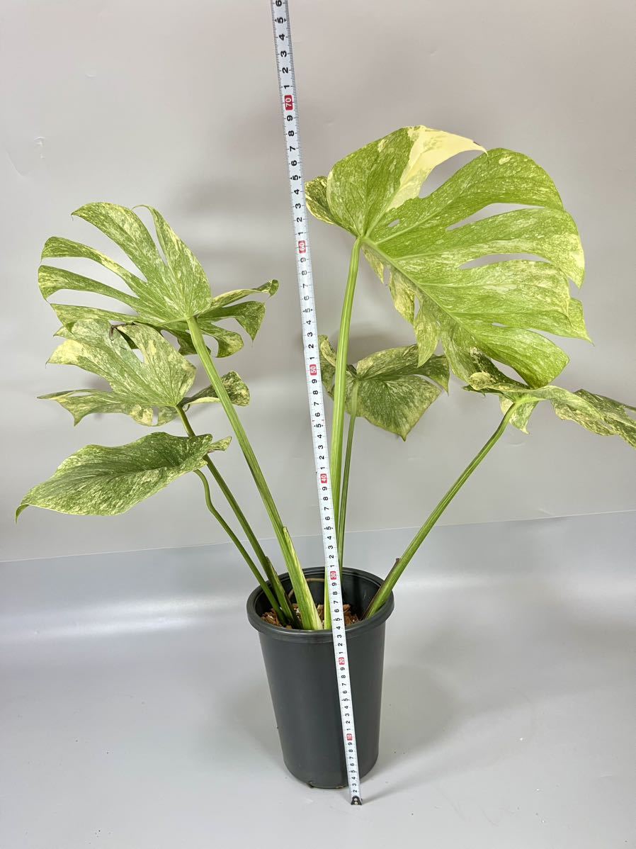 Yahoo!オークション - 「10」Monstera Legacy Variegata Yahoo!オークション - 「10」Monstera Legacy Variegata