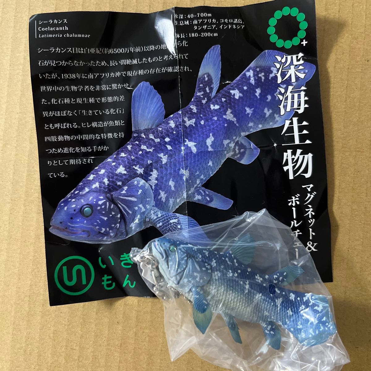 海洋生物 シーラカンス ガチャガチャ|Yahoo!フリマ(旧PayPay 海洋生物 シーラカンス ガチャガチャ|Yahoo!フリマ(旧PayPay