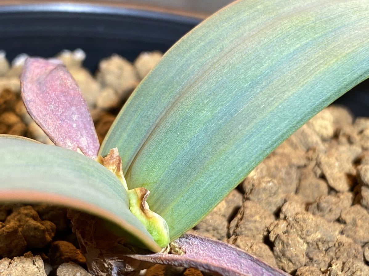 Welwitschia mirabilis 奇想天外 実生 塊根植物 多肉植物 サボテンの画像1