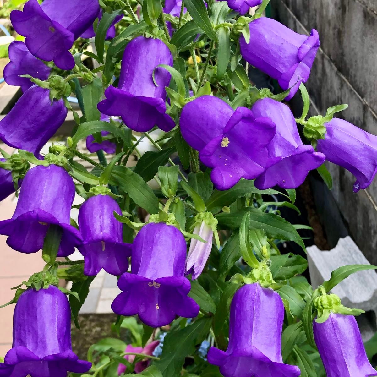 カンパニュラ紫 つりがね草　花の種