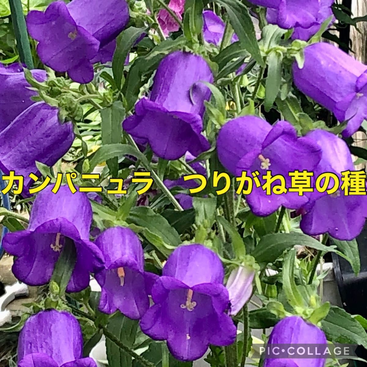 カンパニュラ紫 つりがね草 花の種