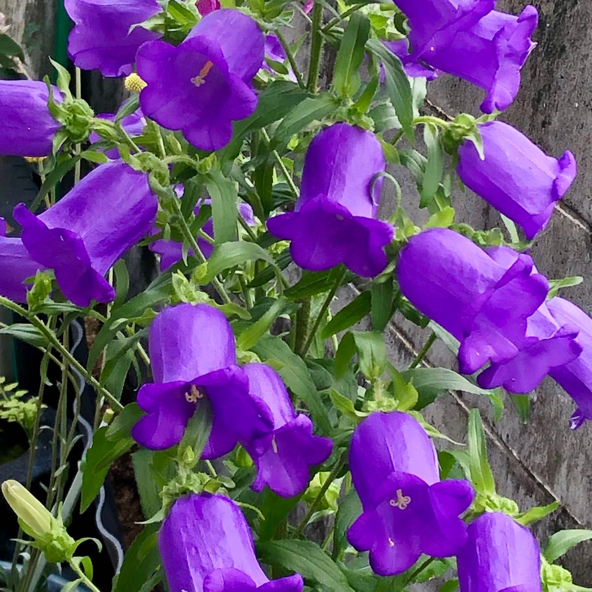 カンパニュラ紫 つりがね草 花の種