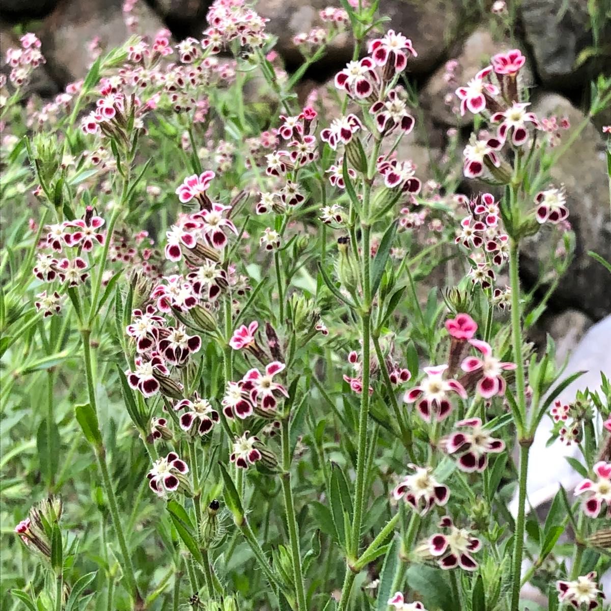 シレネ ガリカ 花の種