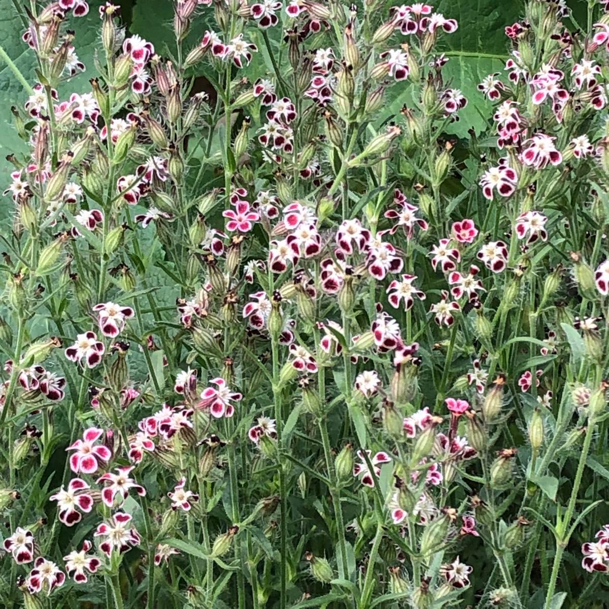 シレネ ガリカ 花の種