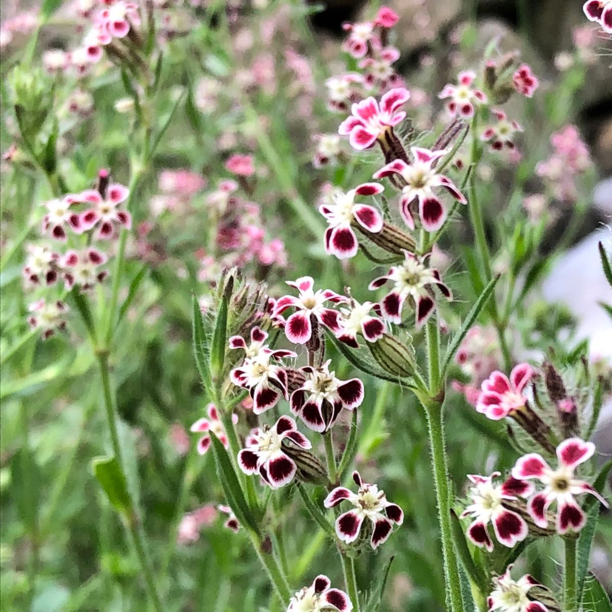 シレネ ガリカ 花の種