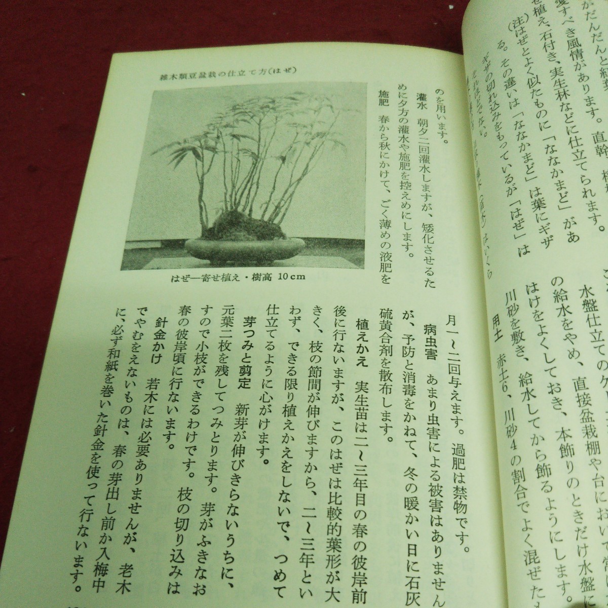 a-658 legume bonsai introduction one-side mountain . one .. cheap wistaria .. work Ikeda bookstore *3