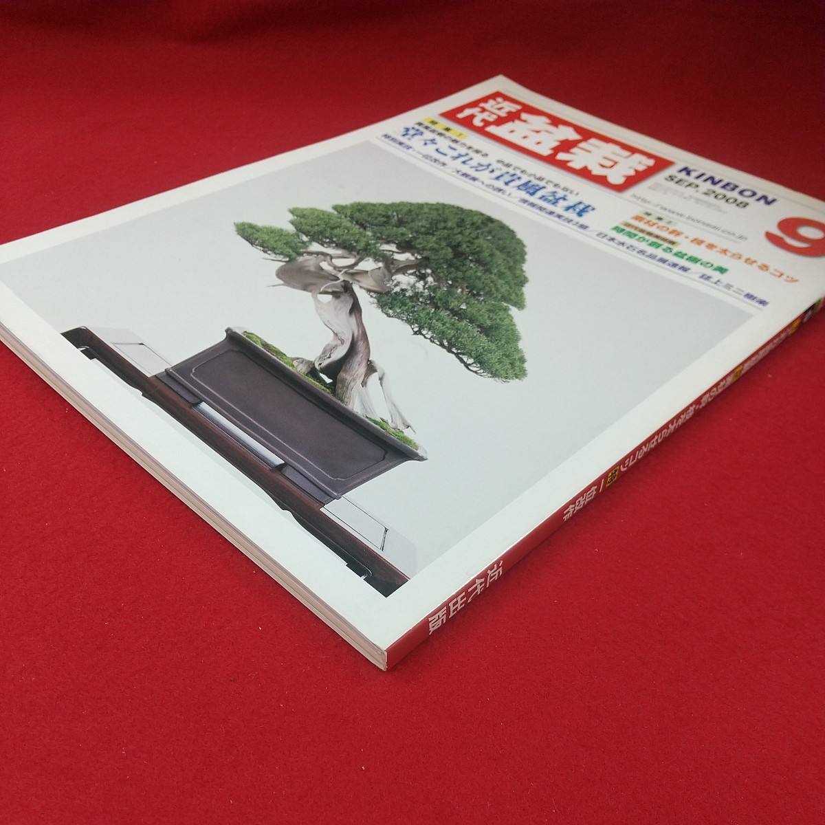 b-610※3 盆栽総合誌 月刊 近代盆栽 2008年9月号 平成20年9月1日発行 近代出版 これが貴風盆栽 素材の幹・枝を太らせるコツ 一位改作_画像3