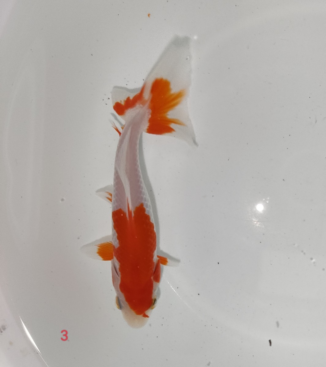  actual article or goods Mino . Japanese wakin 1 pcs 10cm rom and rear (before and after) No3 good luck aquarium fish production commodity explanation please read! [AquaShop..] Japanese wakin mirok Japanese wakin goldfish 