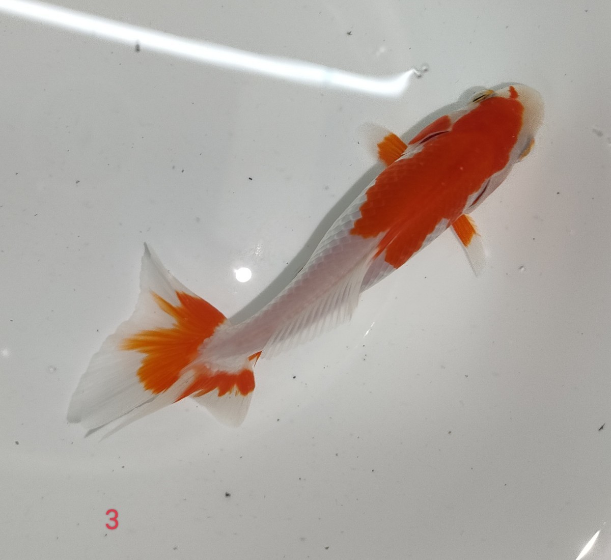  actual article or goods Mino . Japanese wakin 1 pcs 10cm rom and rear (before and after) No3 good luck aquarium fish production commodity explanation please read! [AquaShop..] Japanese wakin mirok Japanese wakin goldfish 