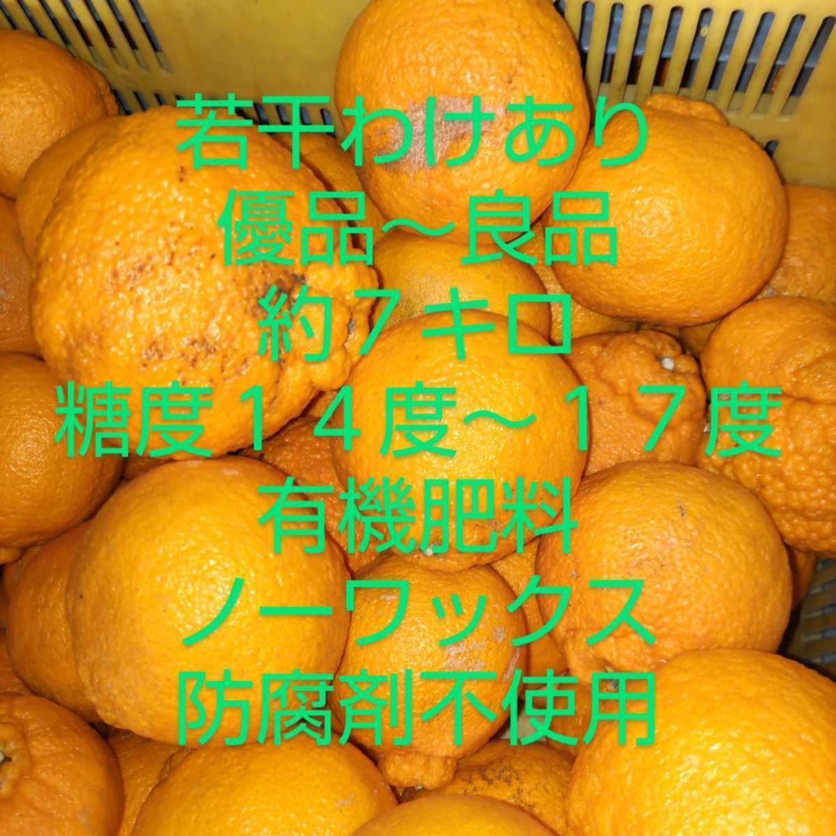 ◆送料込み◆　和歌山　◆若干わけあり◆デコポン◆不知火◆約７キロ◆有機肥料◆大きさ色々◆糖度は１４～１７度　_画像1