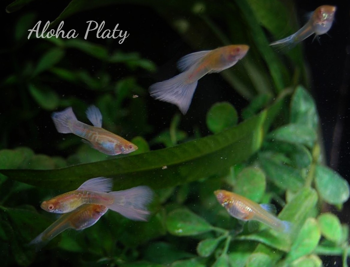 ★RRE.A アクアマリンスノーホワイトコブラ 3ペアセット★Aloha Platy★_画像5