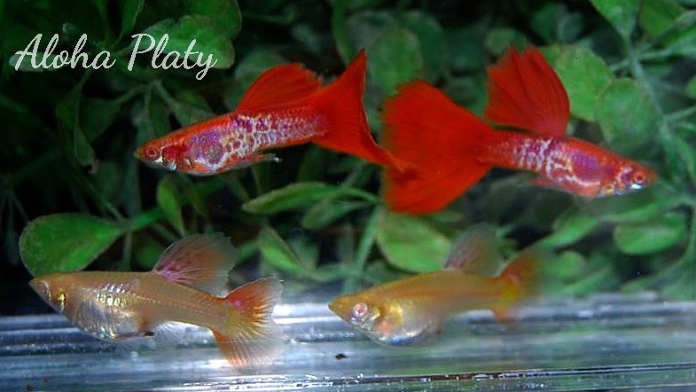 ★RRE.A 特選極赤 スーパーレッドテールキングコブラ ビックドーサル 2ペアセット☆Aloha Platy★_画像2