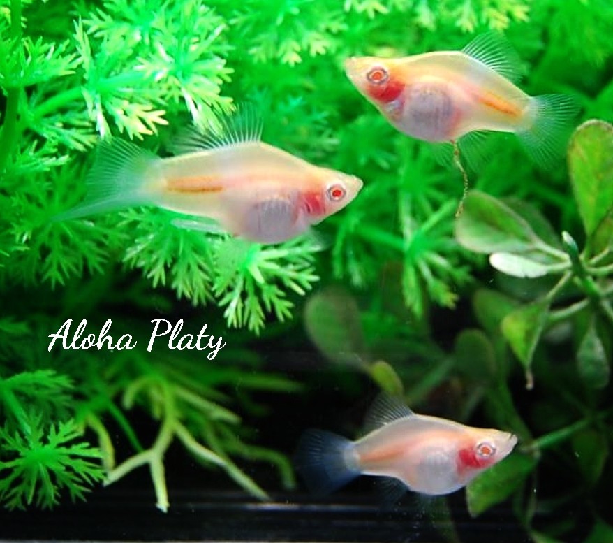 ★Aloha Platy★RRE.A ショートボティホワイトソード ♂1＋♀2の3匹セット★_画像3