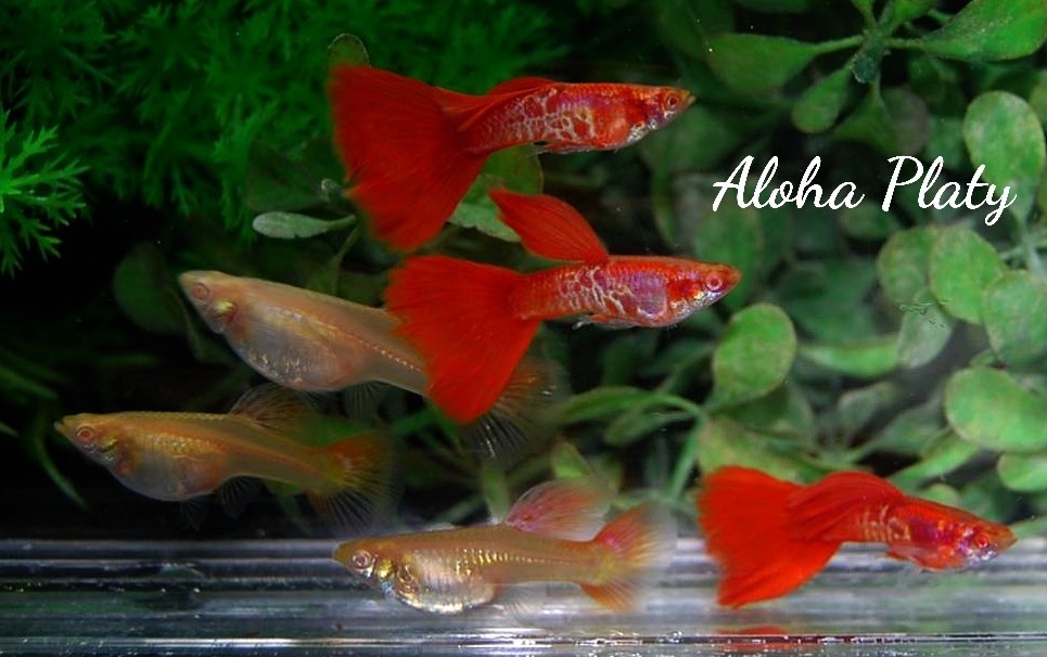 ★RRE.A 特選極赤 スーパーレッドテールキングコブラ ビックドーサル 3ペアセット☆Aloha Platy★_画像2