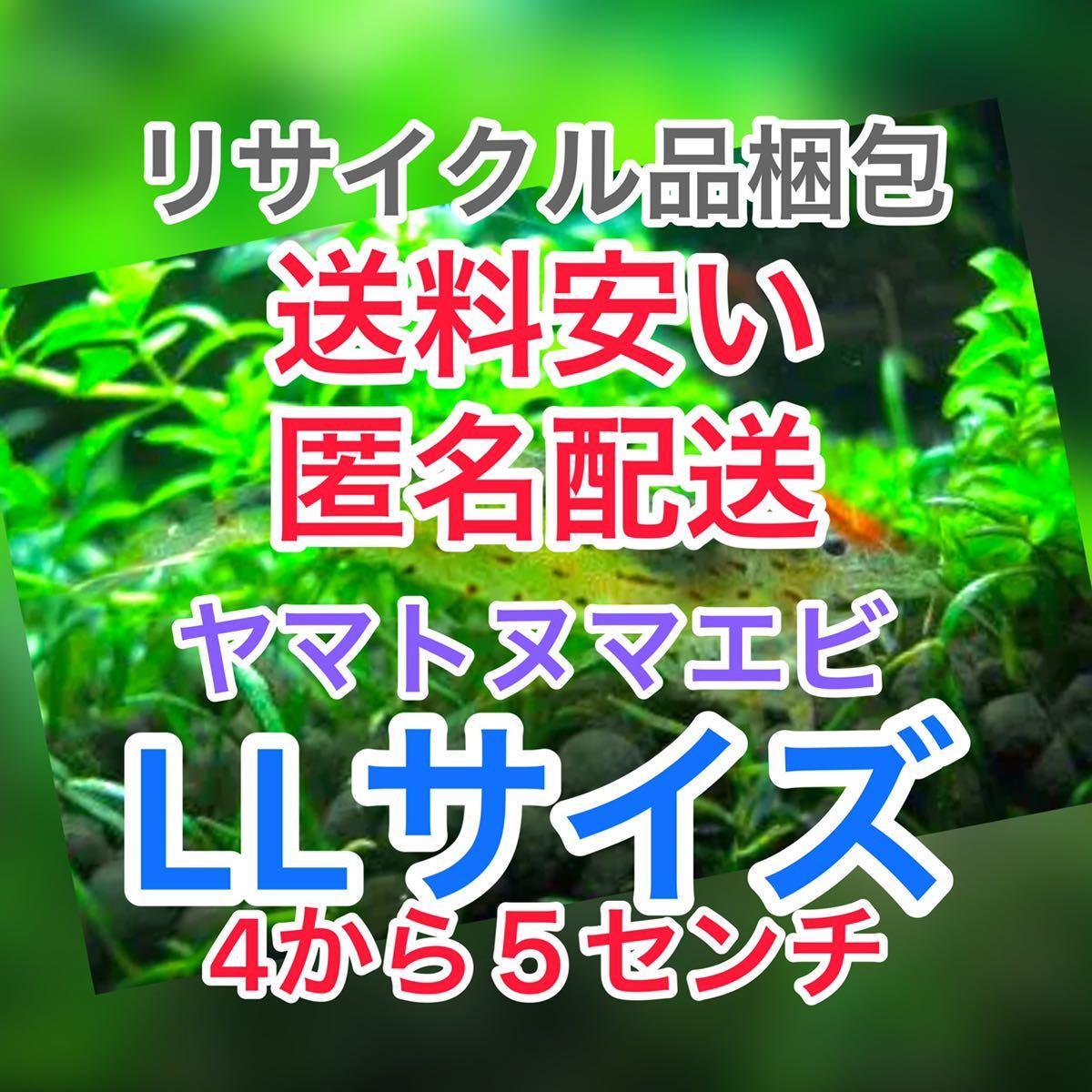 ヤマトヌマエビ　30(25＋5匹死着保証)＋αオマケ苔取り 水槽 ラージ　釣り餌　セール　LL 大　匿名配送　高知産　リサイクル梱包_画像1