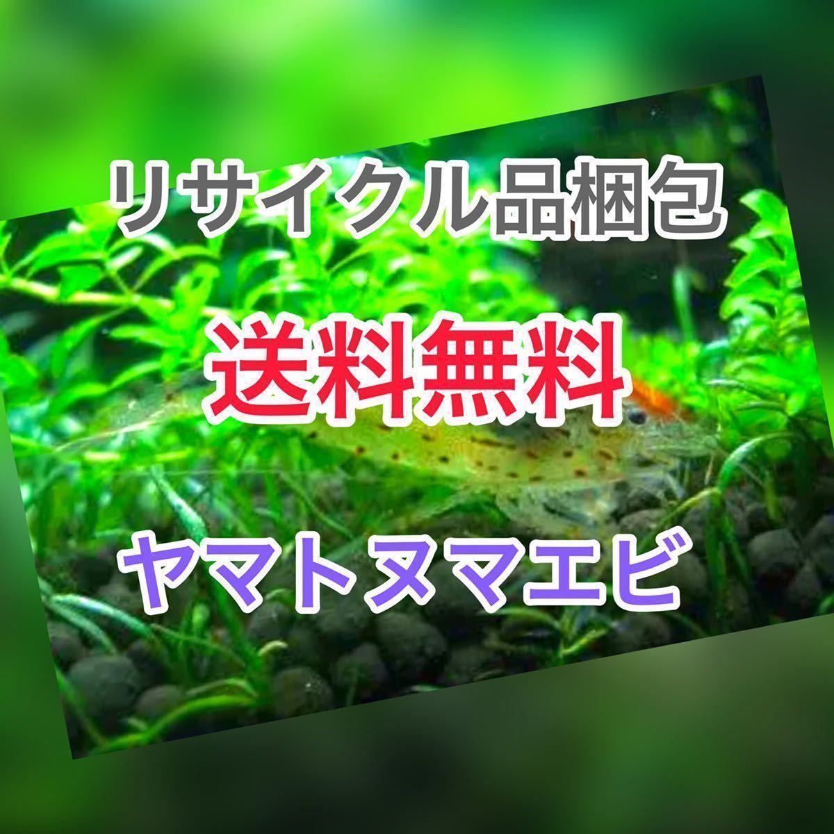 ヤマトヌマエビ　100(90＋10匹死着保証)＋αオマケあり　　水槽 SからMサイズ　セール　水草　匿名配送　高知産　リサイクル梱包　送料無料_画像1