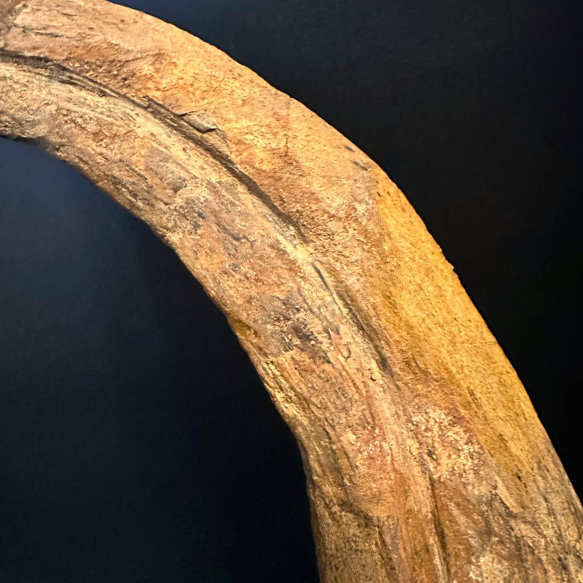 セール 4/21迄 ◆スピノサウルス 20cm超 かぎ爪◆ハンドクロウ モロッコ 恐竜 化石/先端まで尖った保存状態/ティラノサウルス好きにも/864 の画像7