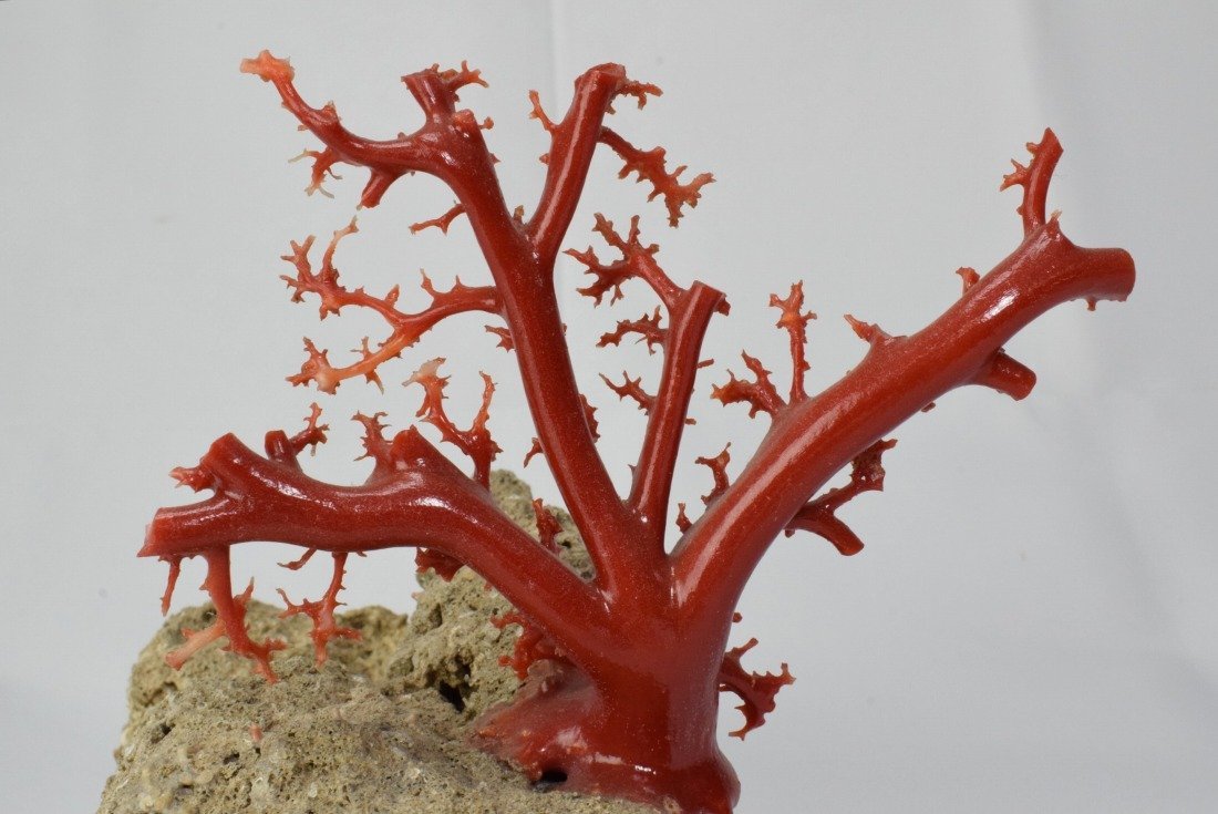美術品 血赤 本珊瑚 原木 サンゴ枝 最大直径１９.５ｍｍ 置物 時代 　　　検索語句)珠数数珠帯留彫刻