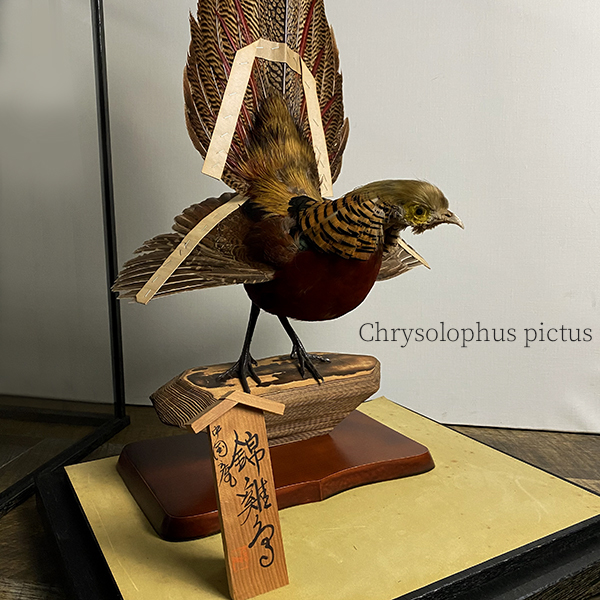 希少 美品 錦鶏鳥 キンケイ ケース 入り 剥製 置物 雄 オス 尾長 希少 美品 錦鶏鳥 キンケイ ケース 入り 剥製 置物 雄 オス 尾長