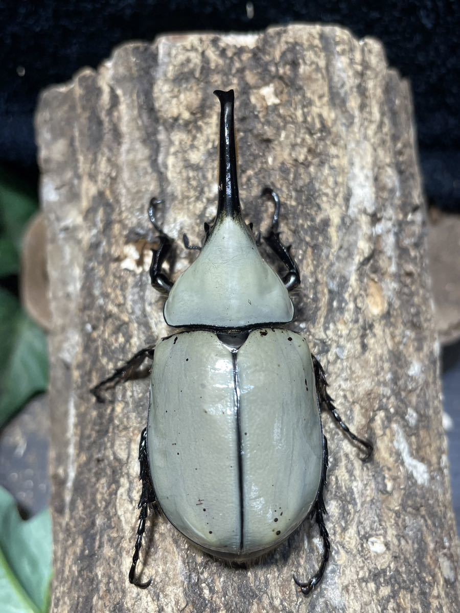 [BFとと]N13 グラントシロカブト 成虫ペア　♂74mm♀49mm 大型ホワイト系　★♂♀美体★_画像5