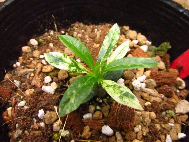 パキポディウム　ラメリー　バリエガータ(Pachypodium lamerei variegata)_画像2