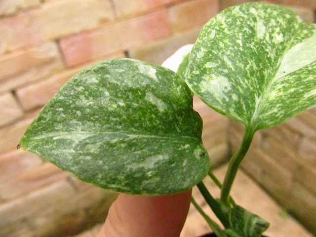 モンステラ デリシオーサ レガシー(Monstera deliciosa Variegata var.Legacy )_画像3