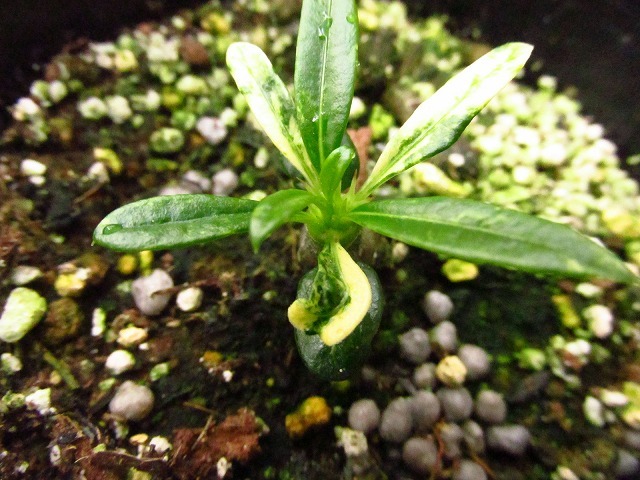 パキポディウム　ラメリー　バリエガータ(Pachypodium lamerei variegata)_画像3