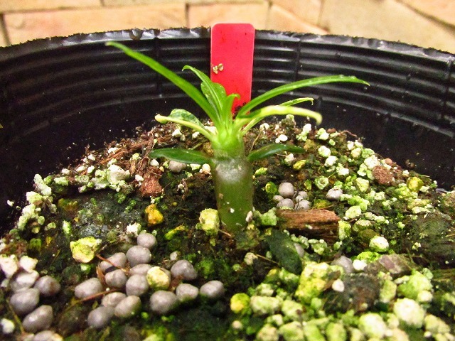 パキポディウム　ラメリー　バリエガータ(Pachypodium lamerei variegata)_画像6