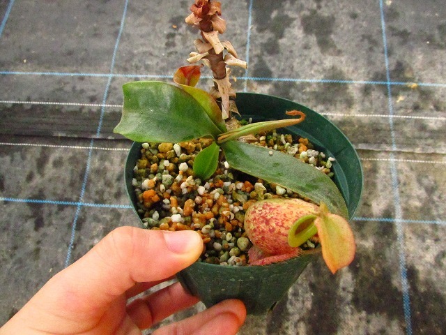 食虫植物　ネペンテス　Nepenthes Hookeriana Tricolor_画像3